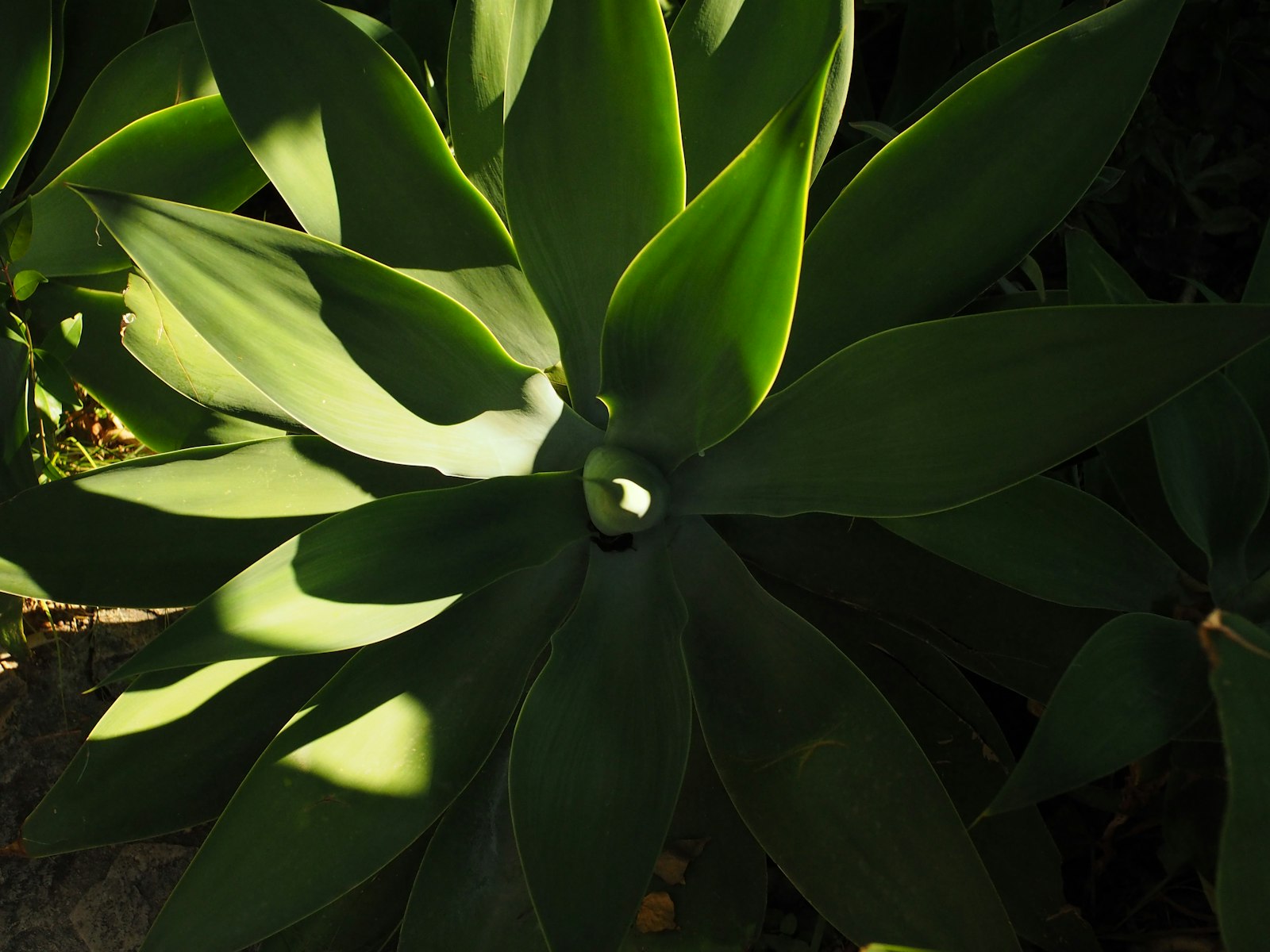 Close-up of a mature blue agave with sunlight raking across the leaves.