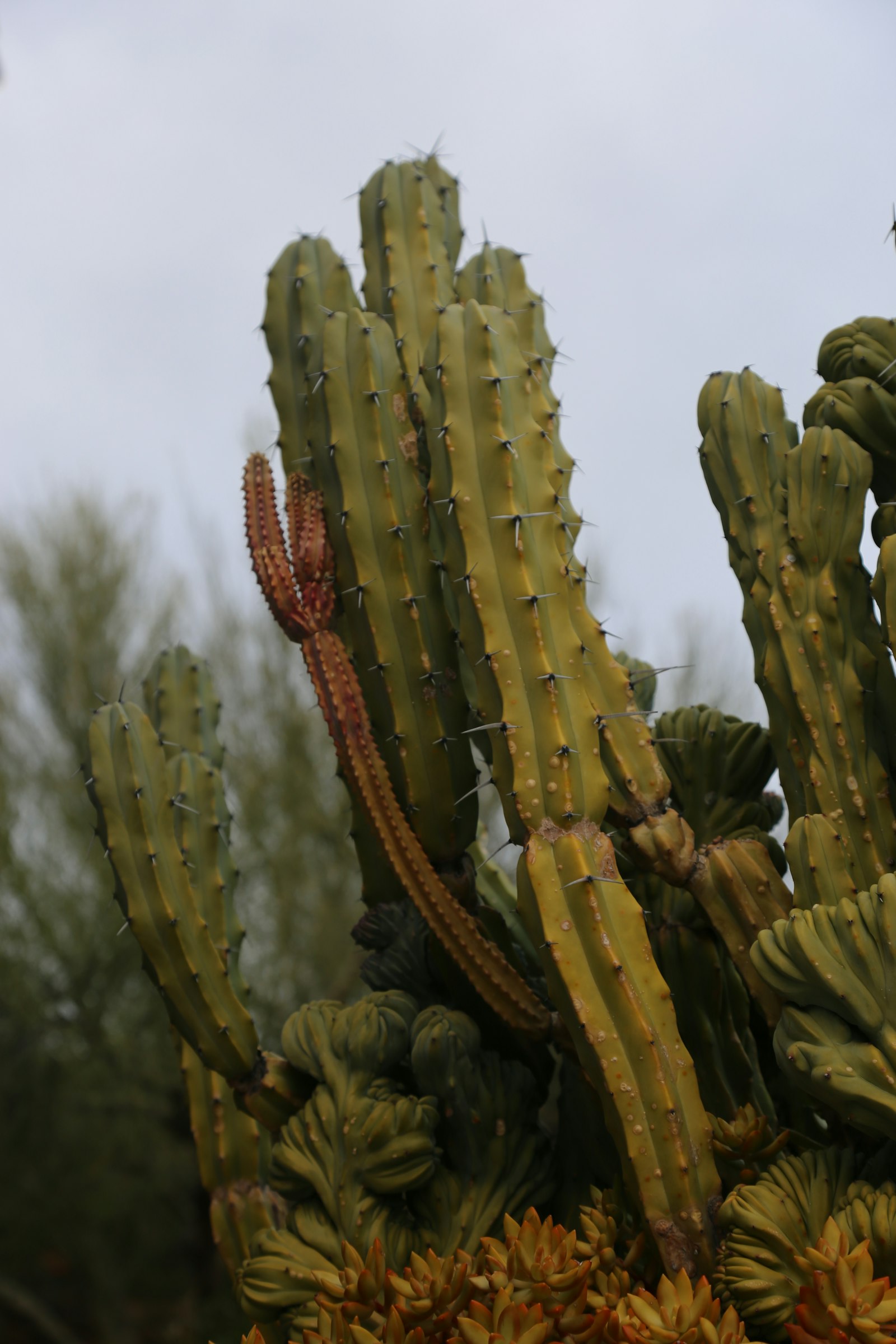 Mature Arizona desert yard with saguaro cactus, ocotillo, and rust-colored decomposed granite.
