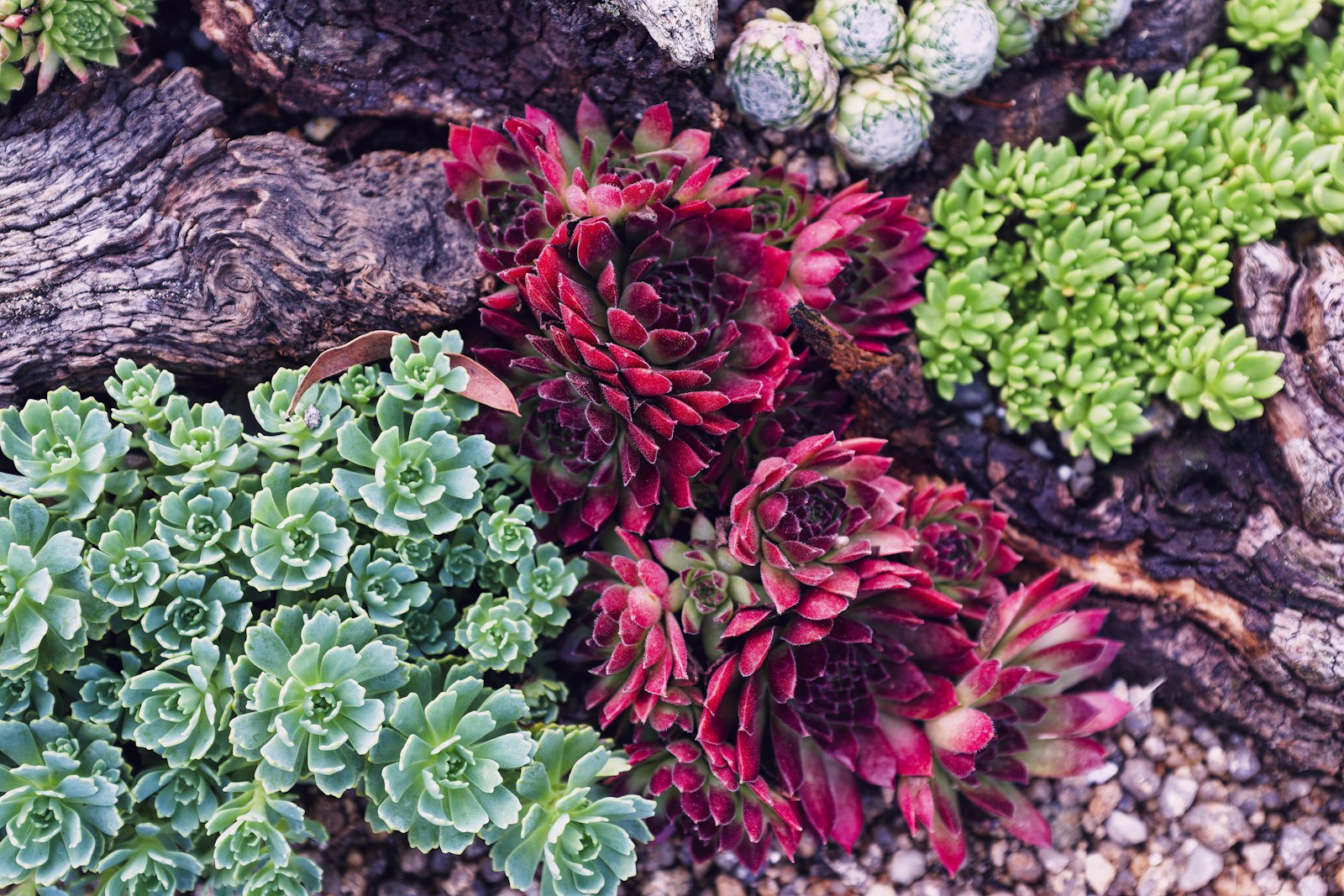Layered succulent and agave bed with bark mulch and warm-toned river-rock border.